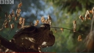 Az erdő a vadászó héja szemszögéből - BBC rövidfilm